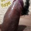 foto do perfil dom-harper